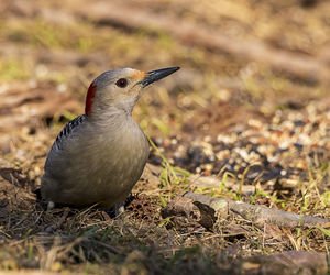 Close-up of bird perching on a land