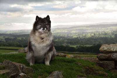 Close-up of cat on field against sky