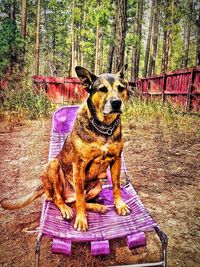 Dog relaxing on tree trunk