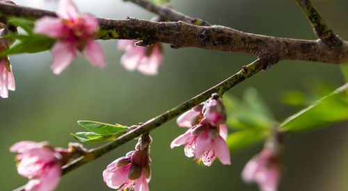 Close-up of pink flowers