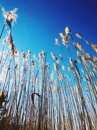 Low angle view of stalks against blue sky