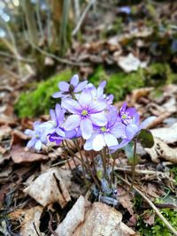 Close-up of purple flowers blooming outdoors