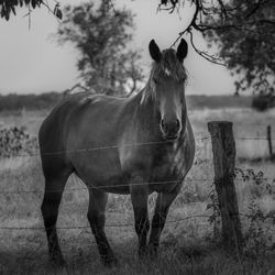 Horse standing in field