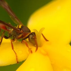 Close-up of insect on yellow flower