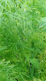 Full frame shot of raindrops on grass