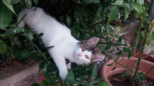 Cat by plants