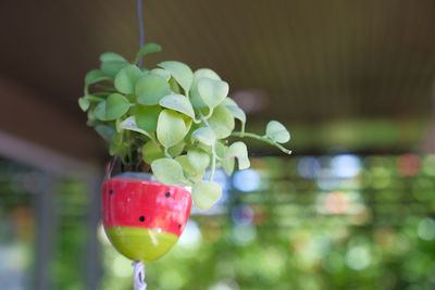 Close-up of strawberry hanging on plant