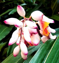 Close-up of pink flowers