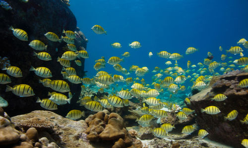 Fish swimming in sea