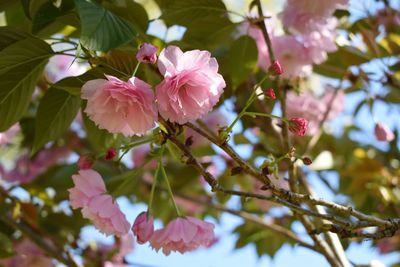 Low angle view of pink cherry blossoms on tree