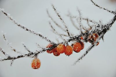 Close-up of snow on branch