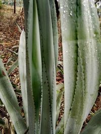 Close-up of succulent plant