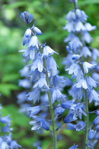 Close-up of purple flowers