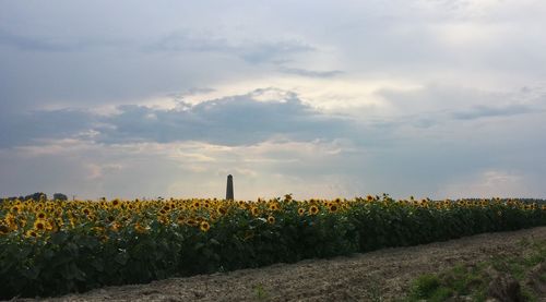 Sunflowers blooming on field against sky