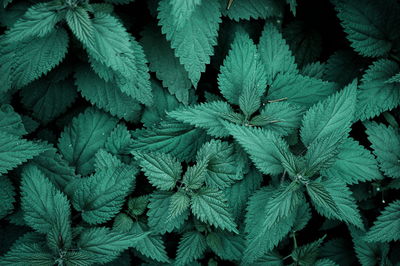 Full frame shot of plants growing outdoors