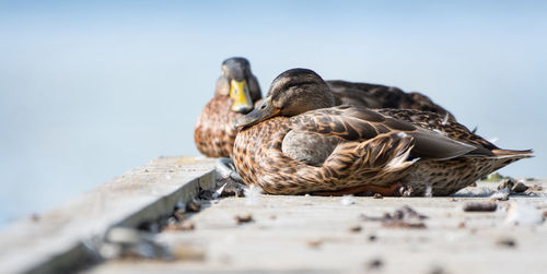 Close-up of bird perching on shore