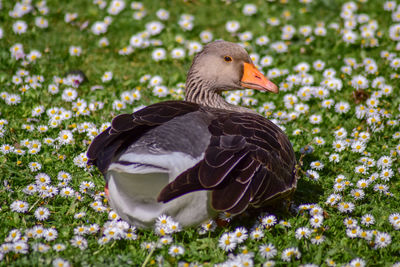 Close-up of a bird on field