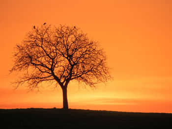 Silhouette tree on field against orange sky