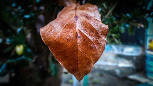 Close-up of dried leaf