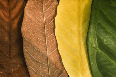 Full frame shot of maple leaf