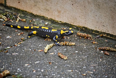 High angle view of lizard on road