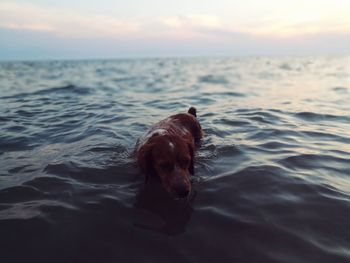 Close-up of dog swimming in sea