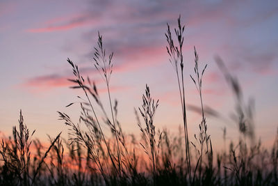 Purple sunset sky with pink clouds, dry grass silhouette. summer evening in countryside. 