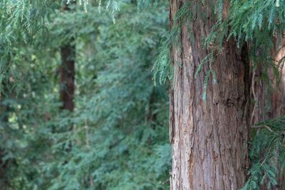 Close-up of bamboo trees in forest