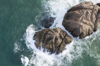 High angle view of turtle in sea