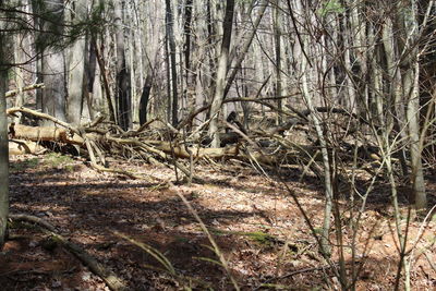 Bare trees in forest