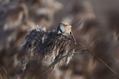 Close-up of bird perching on plant