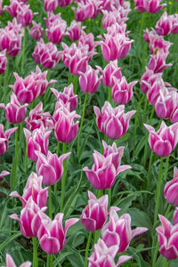 Close-up of pink flowers blooming outdoors