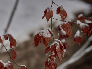 Close-up of snow on plant during winter