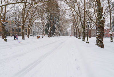 Snow covered road amidst trees in city