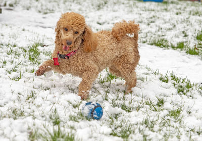 View of dog on field during winter