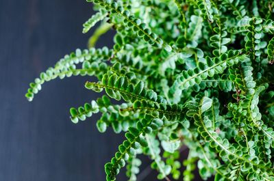 Close-up of fresh green plant