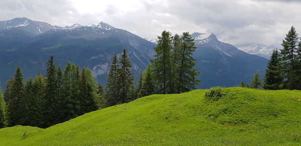 Panoramic shot of trees and mountains against sky