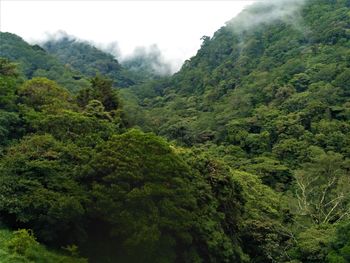 High angle view of forest