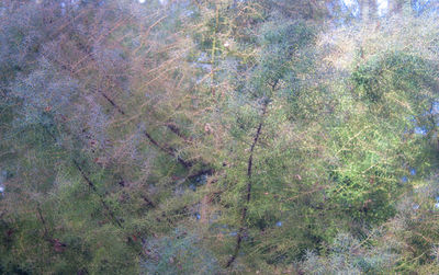 High angle view of trees and plants in forest