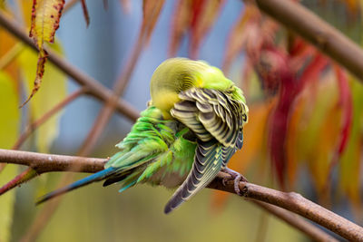 Close-up of parrot perching on branch