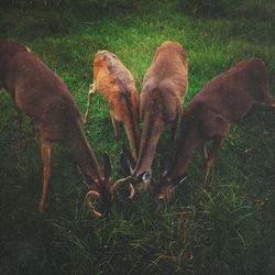 Dog on grassy field