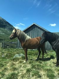 Horses standing in ranch against sky