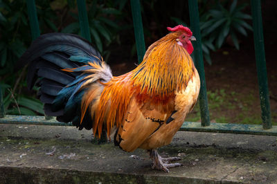 Close-up of rooster