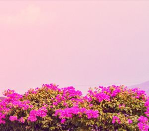 Close-up of pink flowering plants against sky