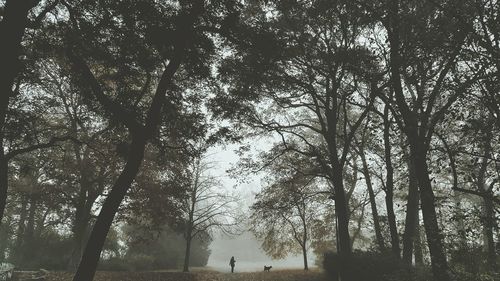 Trees in forest