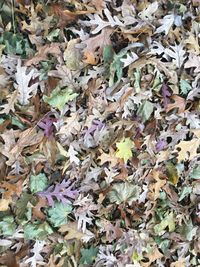 Full frame shot of dry leaves