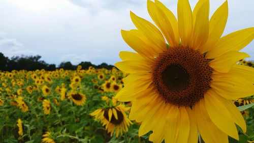 Close-up of sunflower blooming on field