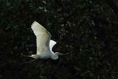 White bird flying