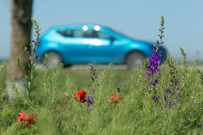 Bright blue car and spring flowers on the foreground. road trip concept. spring, may, cremea