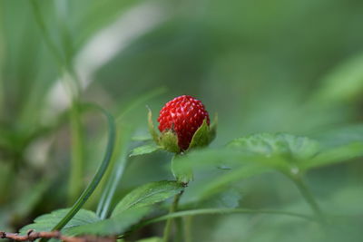 Close-up of strawberry on plant